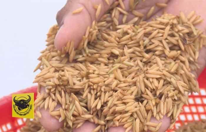 Chuyên mục Đồng hành cùng nhà nông - Ngâm ủ lúa giống (27-04-2021)